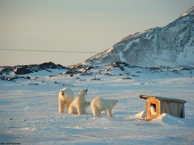 11 Bears three.JPG