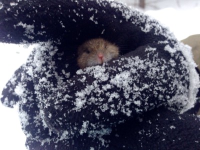 Мышь.jpg (244.94 КБ) Просмотров: 2965 Мышь.jpg