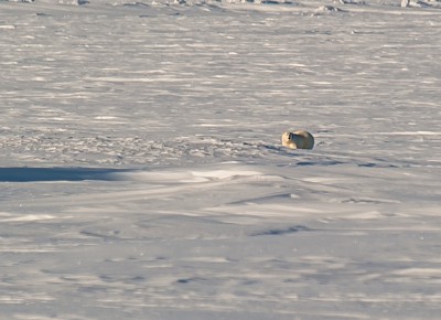 DSC_3394__3.jpg (424.58 КБ) Просмотров: 2975 DSC_3394__3.jpg